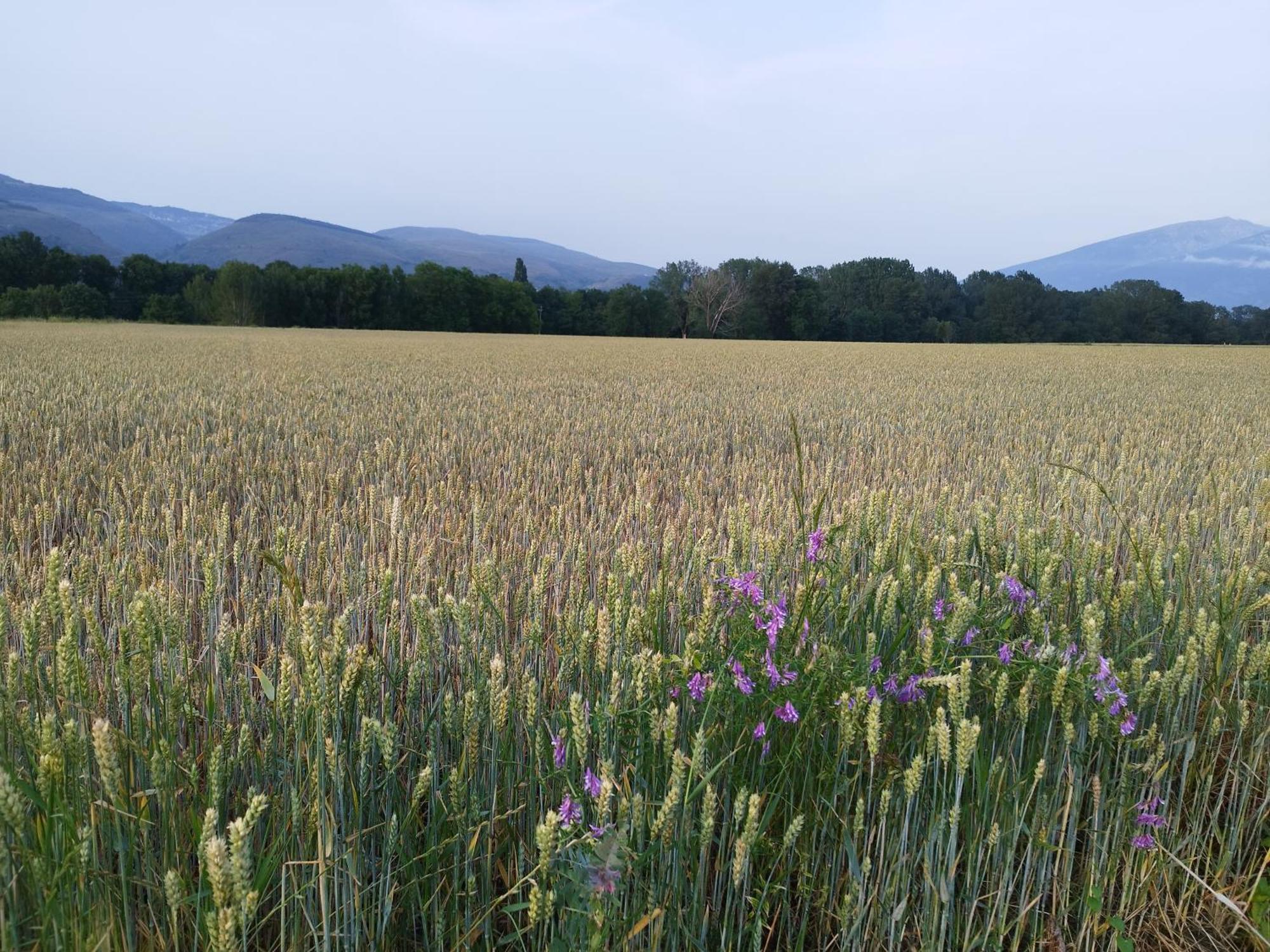 Cal Jan - Cadi Bellver De Cerdanya