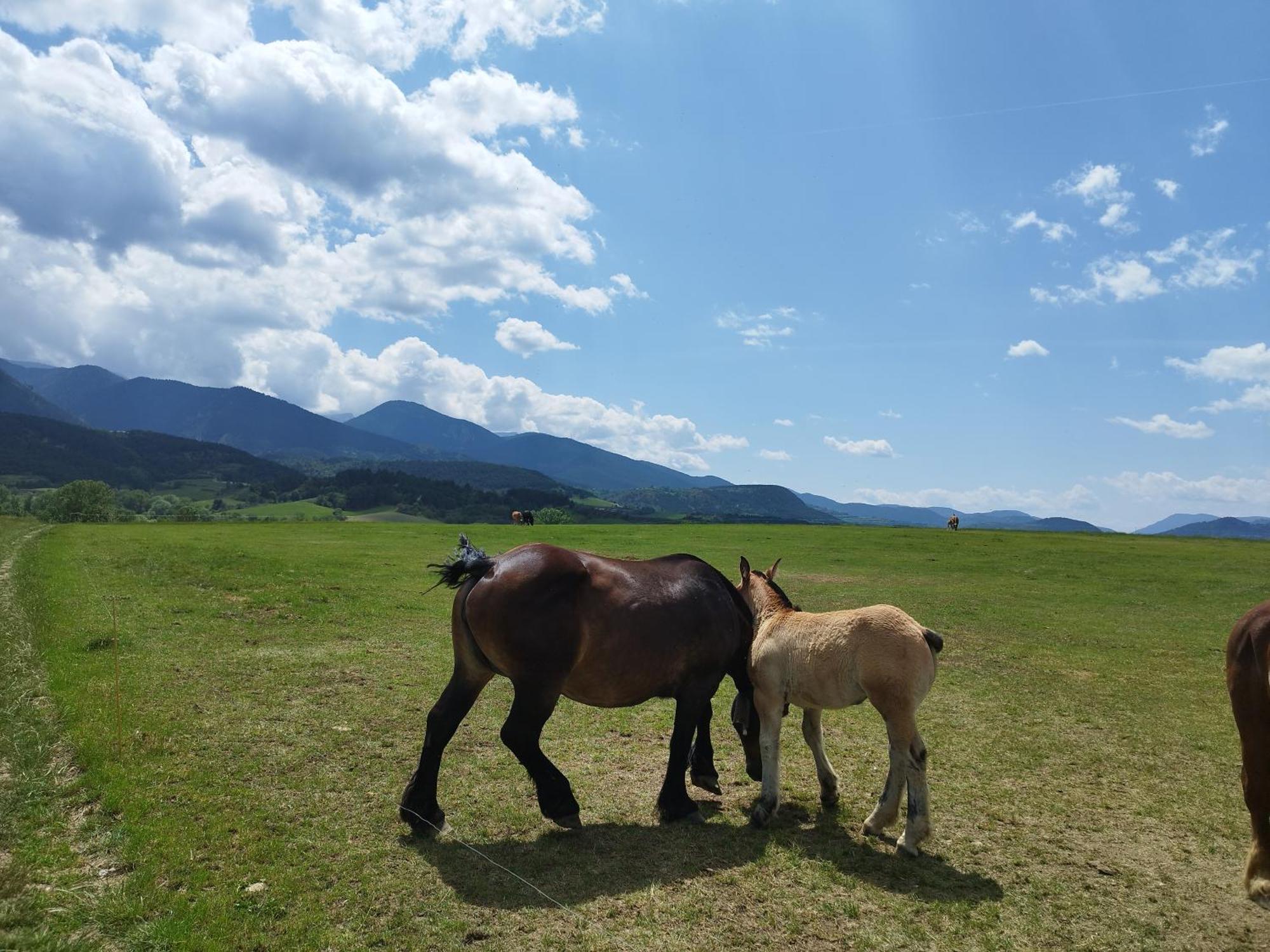 Cal Jan - Cadi * Bellver De Cerdanya